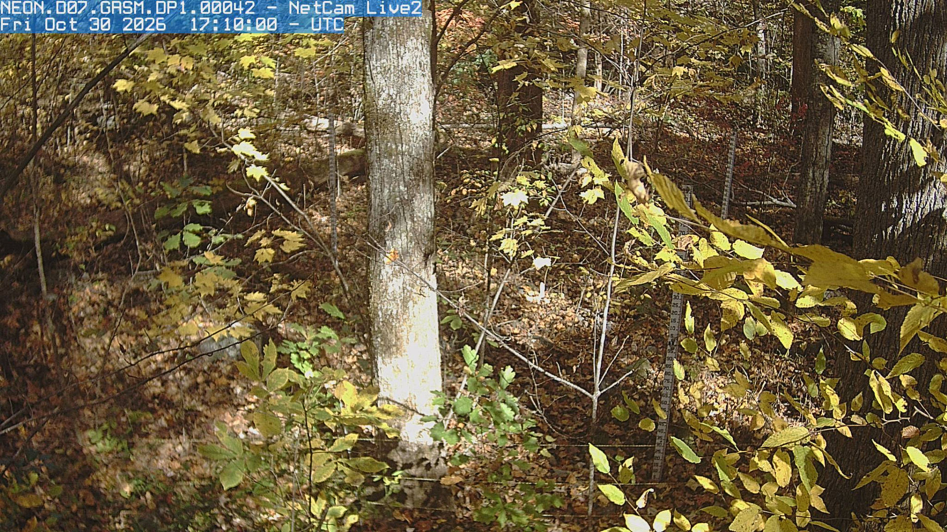 NEON Site - D07 (Appalachians and Cumberland Plateau) Great Smoky Mountains National Park, Tennessee - mid-tower - Yesterday