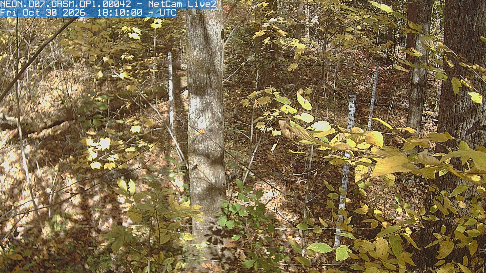 NEON Site - D07 (Appalachians and Cumberland Plateau) Great Smoky Mountains National Park, Tennessee - mid-tower - Yesterday
