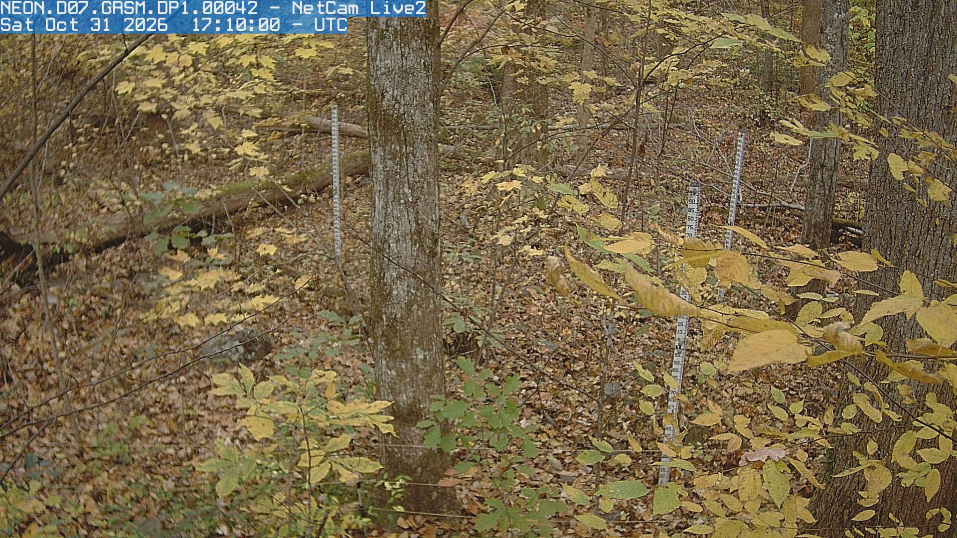 NEON Site - D07 (Appalachians and Cumberland Plateau) Great Smoky Mountains National Park, Tennessee - mid-tower - Webcams