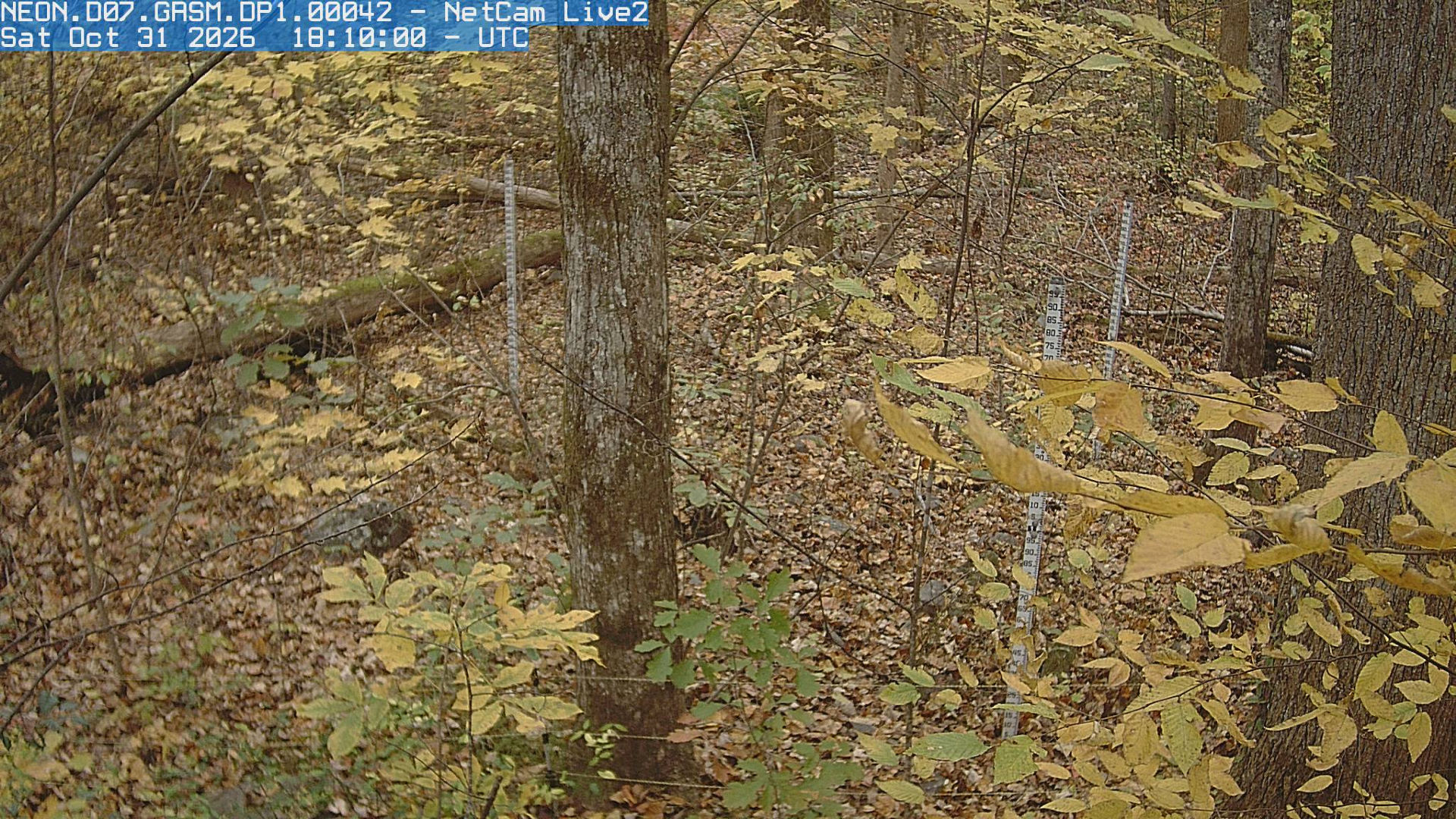 NEON Site - D07 (Appalachians and Cumberland Plateau) Great Smoky Mountains National Park, Tennessee - mid-tower - Webcams